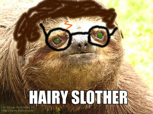 funny funny pictures of sloths   IMGRU COM