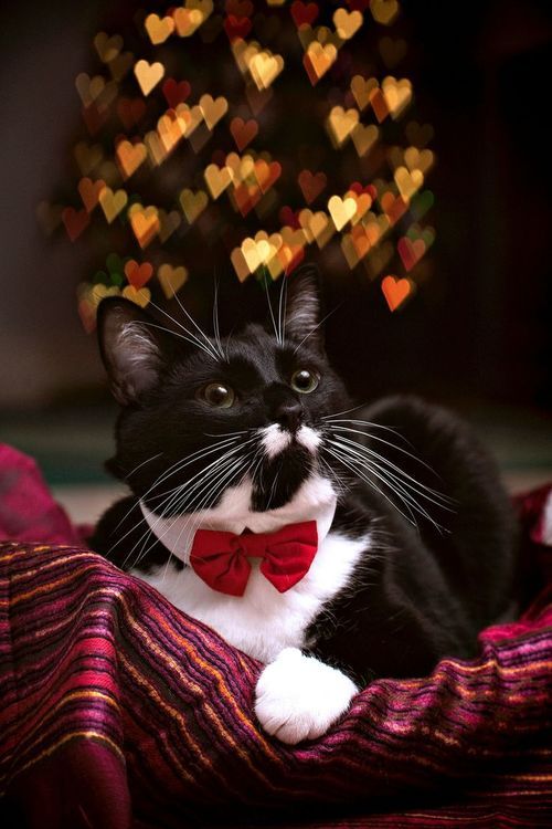 Cat Christmas / Cats-Christmas--Community Board