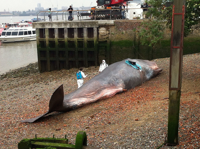 (via Beached Whale Art in Greenwich, London ~ Kuriositas)
