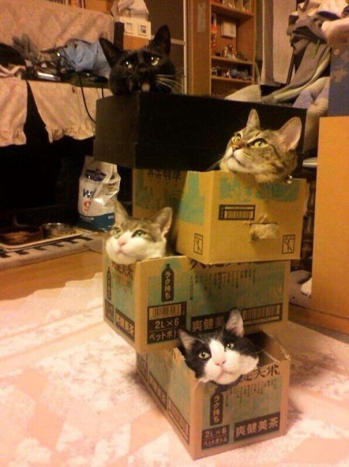  japanese cats in boxes