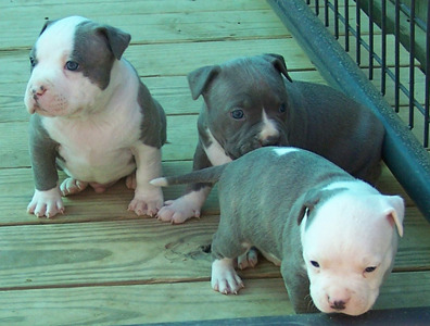 Free Pitbull Puppies on Pitbulls