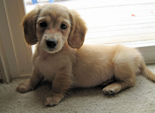 golden retriever puppy cute. Samson the Dachshund | Puppies