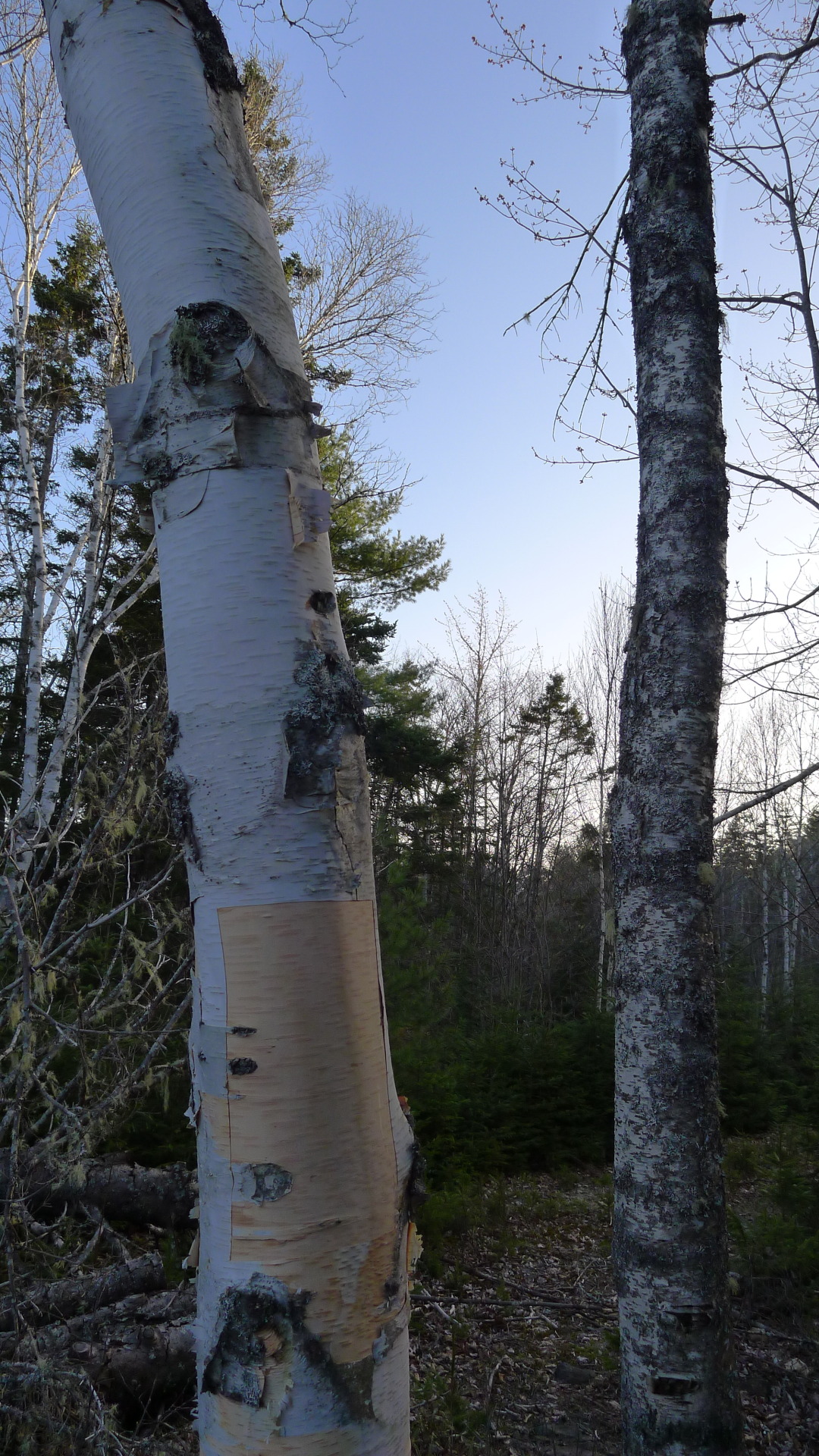 A very special thank you to the old birch trees outside Chester, Nova Scotia that provided some bark for the cassette cases. Sustainably harvested, and offerings were made in return.