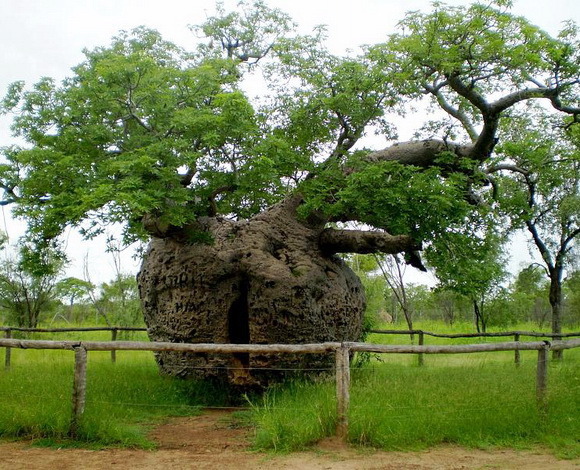 (via THE WORLD GEOGRAPHY: 15 Famous Living Trees)