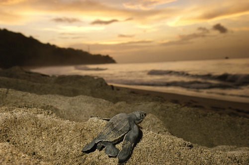 trynottodrown:

Leatherback Sea Turtle Hatchling Heads Home
By Brian J. Skerry

