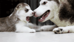 love cute adorable husky animal kiss **** animal gif puppy gif dog gif
