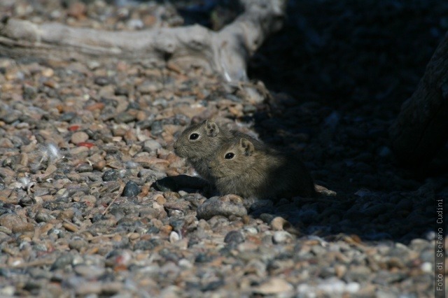 patagoniaphotos:

Animals in Peninsula de valdes, Argentina
http://easyblog.it/photos/stefano/_patagonia-selezionate/

