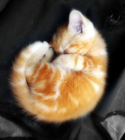 orange cat cute