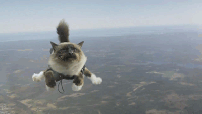 c-onstellationns:

tuffluf:

if you guys don’t want a cat skydiving on your blog i’m judging you

SO DONE

OMG THIS MADE MY LIFE
