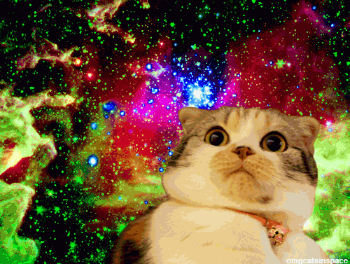 omg cats in space omgcatsinspace gif | WiffleGif