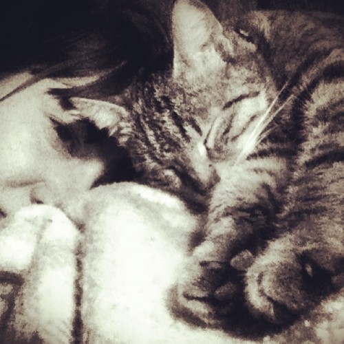 mylo’lulululu #cat #mylo #sleep #sleepingcat