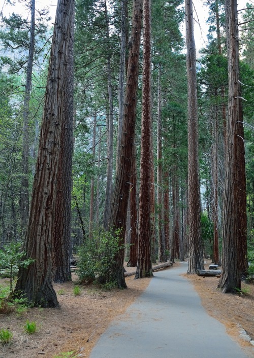 travelingcolors:

 Redwood Trees (by August Lion)
