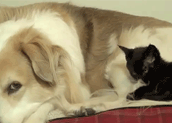 Kitten: I shall groom you, friend dog! Kitten: I have made a tactical error.