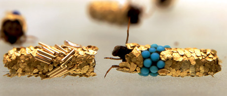 (via Caddis fly larvae coaxed into building cocoons out of precious metals and gems - Boing Boing)