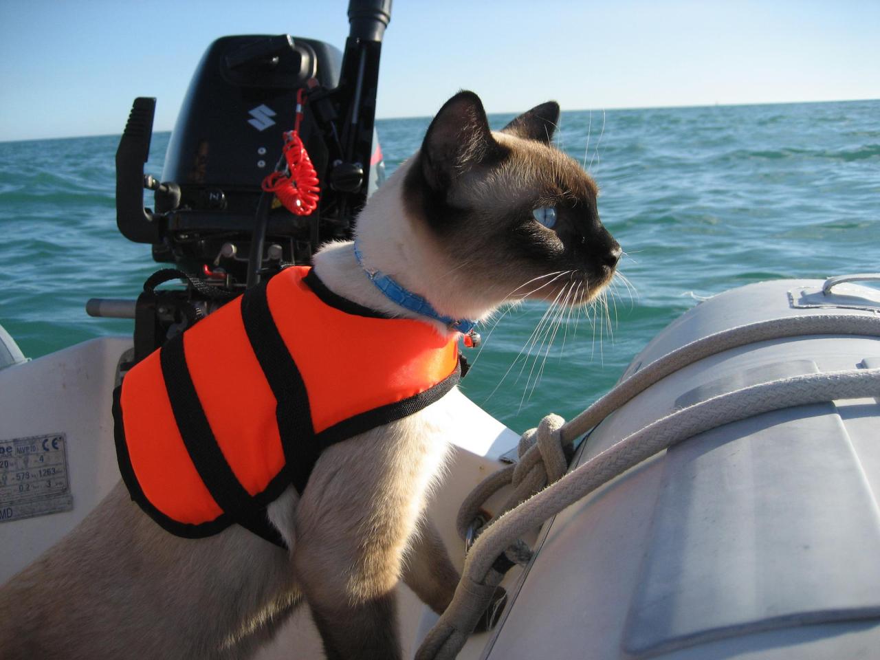 Yacht Cats