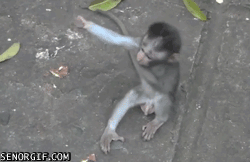 Funny! Offended the whole world monkey Fun with animals on Make a GIF