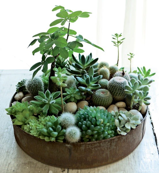 bohemianhomes:

Bohemian Homes: Succulents in planter
