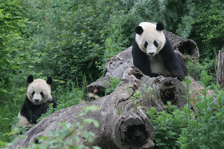 Zoo Vienna Renews Panda Contract / Post by Giant Panda Zoo via Pandas International
Negotiations between Austria and China over pandas are finished and the panda pair will stay in Vienna for 10 more years. Yang Yang &amp; Long Hui came to Zoo Vienna in March 2003 from the China Conservation and Research Centre for the Giant Panda in Wolong. The 10 year loan contract was scheduled to end in March 2013, but the zoo asked to renewed their contract.
The panda pair have been a big hit in Vienna and just four years after their arrival, the pair gave the Schönrunn Zoo a very special gift.  Fu Long was born in August 2007. Not really unusual in the case of most mammals, but a small miracle with the highly endangered panda. Fu Long was Europe&#8217;s first panda baby to be conceived naturally. Journalists flocked to the zoo and pictures of the baby panda went around the world. In November 2009, at the age of two, having been weaned off his mother and  in accordance with the agreement with the Peoples Republic of China, Fu Long was moved to the Panda Breeding and Research Centre in Bifengxia in the South Chinese Province of Sichuan.
But the thousands of panda fans in Vienna did not have to wait too long: exactly three years to the day after Fu Long&#8217;s birth, a second baby of this endangered species was born: Fu Hu or &#8220;Lucky Tiger&#8221;.  Fu Hu&#8217;s birth confirmed once again China&#8217;s choice of Schönbrunn as a cooperation partner for breeding this highly endangered species of bear.  Fu Hu was returned to China earlier this year.
