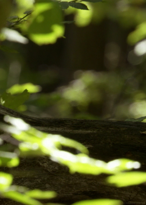 Eastern chipmunk (North America - Discovery Channel)