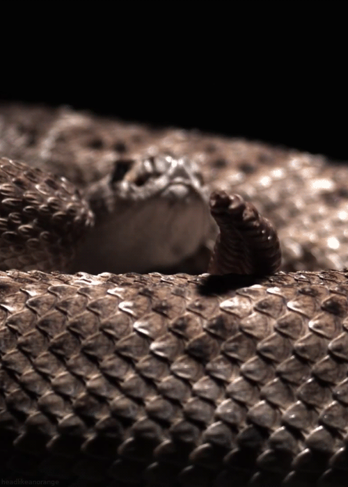 A western diamondback rattlesnake (Earth Unplugged - BBC Earth)