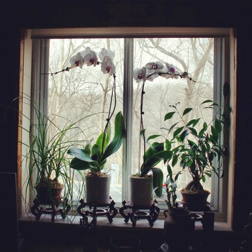 #window #homeoffice #orchids #orchid #homeplants #plants #photo #instaphoto #instapictures #zen