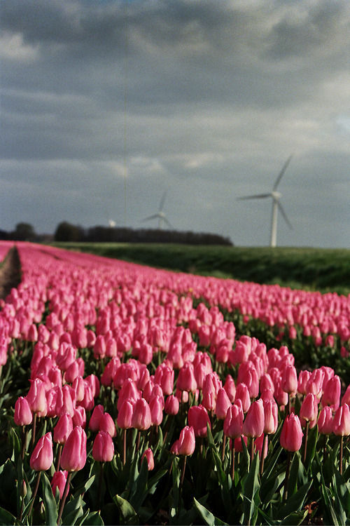  (tulips,flowers,pink)