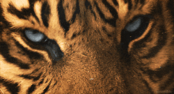 funny tiger gif | WiffleGif