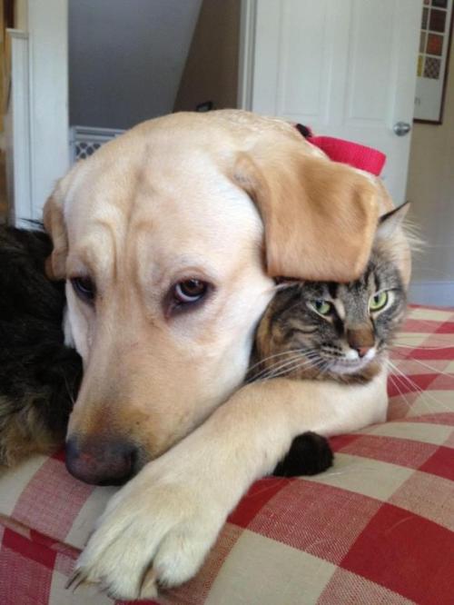 funnywildlife: funnywildlife: Don't you just wanna be a cat!!