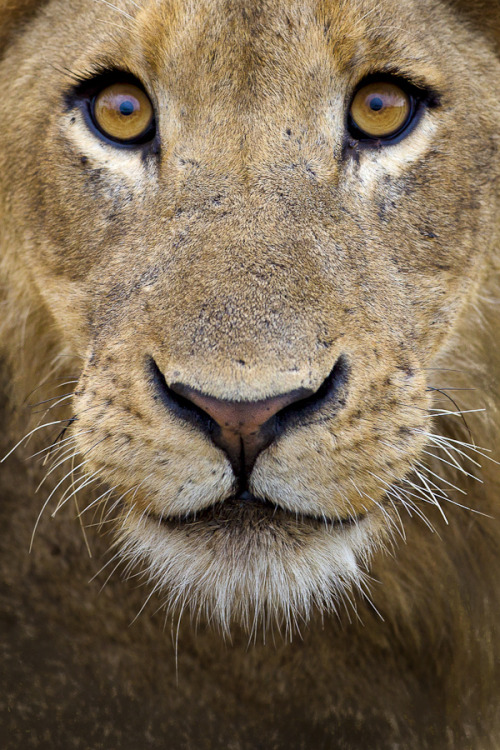 llbwwb:

Lion eyes by Mario Moreno.
