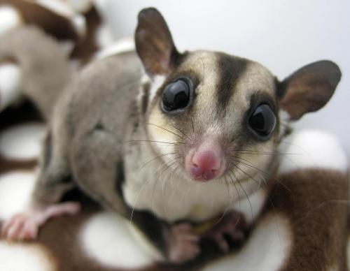 I really really really want a sugar glider! I know I have two rats already, but still I can&#8217;t help it they are so cute!