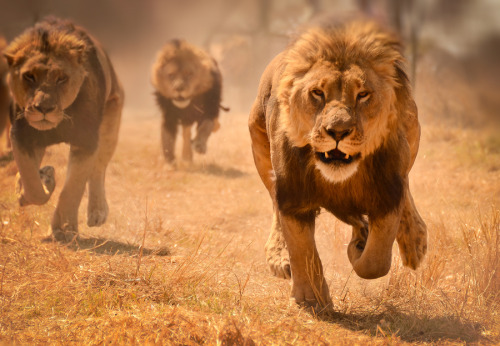 opisthokonta:

(via 500px / Photo “Stand your ground” by Bruce Williams)
Panthera leo
