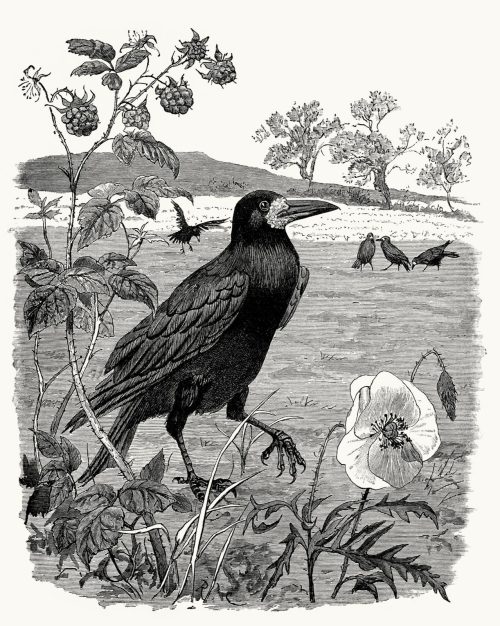 The rook.

 Randolph Caldecott, from What the blackbird said : a story in four chirps, by Hannah Jane Lampson Locker-Lampson, London, New York, 1881.

(Source: archive.org)