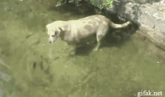 fishing dog