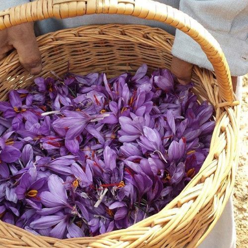 now accounts for approximately 90% of the world production of saffron