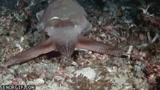 The Cuttlefish