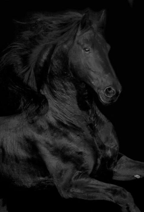 themagicfarawayttree:Black horse 
