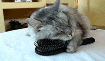 brushing hair kitten gif | WiffleGif