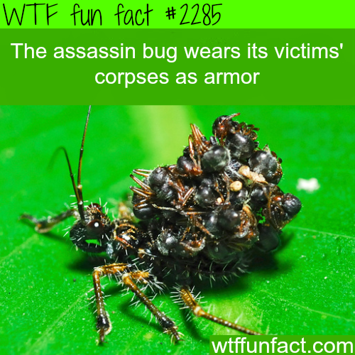 The Assassin Bug wears it&#8217;s victims - WTF fun facts