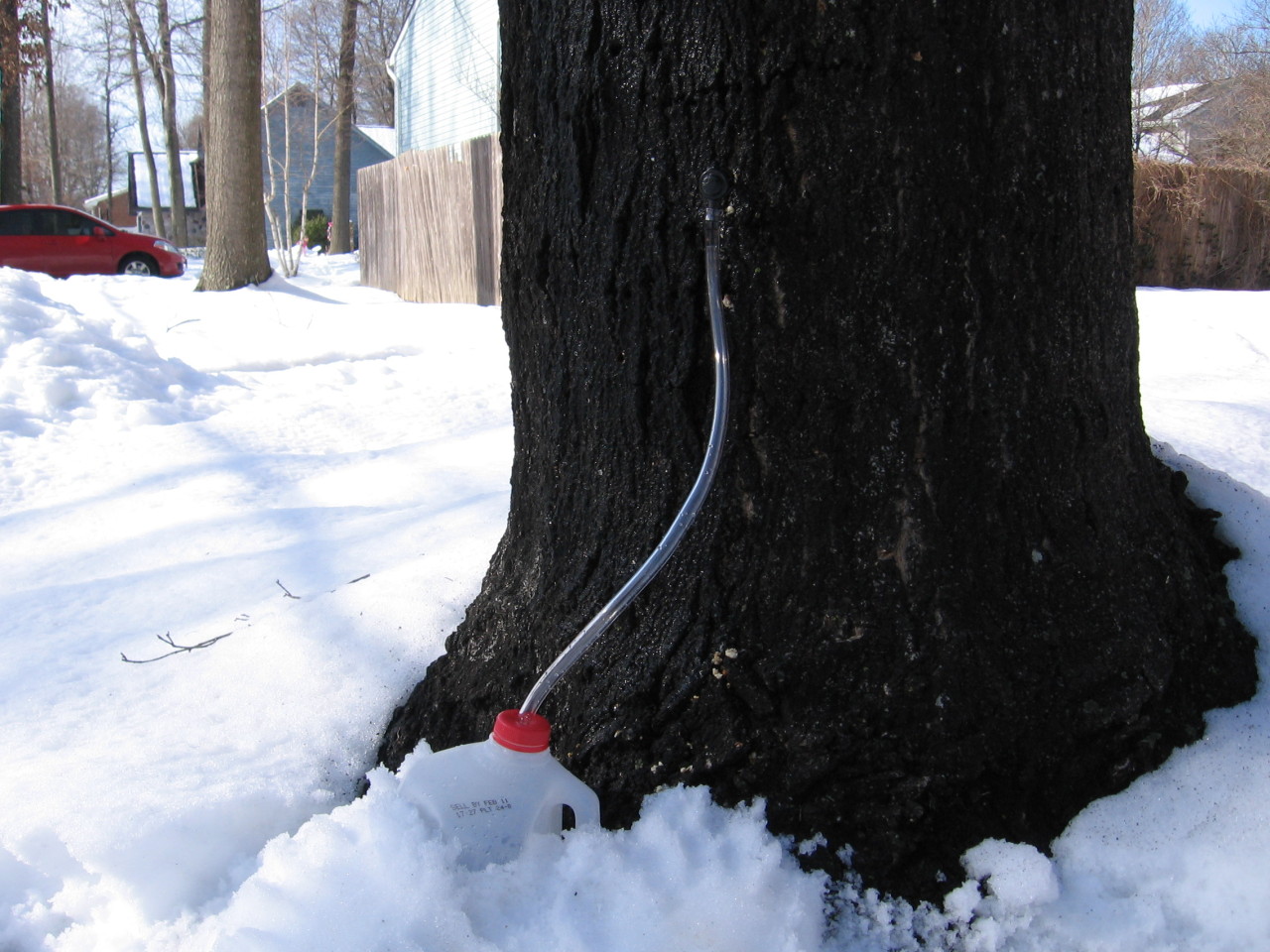 Tapped maple tree with tube leading to jug