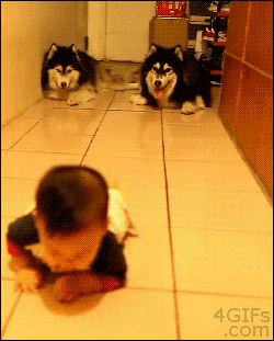 4gifs:

Dogs imitate crawling baby. [video]
