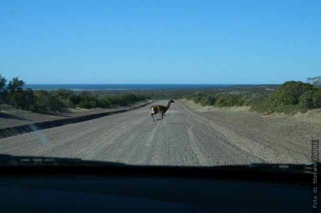 patagoniaphotos:

Animals in Peninsula de valdes, Argentina
http://easyblog.it/photos/stefano/_patagonia-selezionate/
