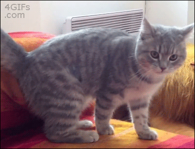 omg i have a tail cat chasing tail gif | WiffleGif