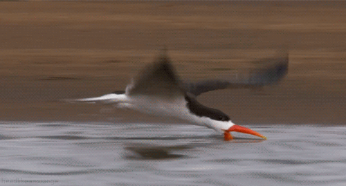 An African skimmer, trying to catch fish. (Africa - BBC)
