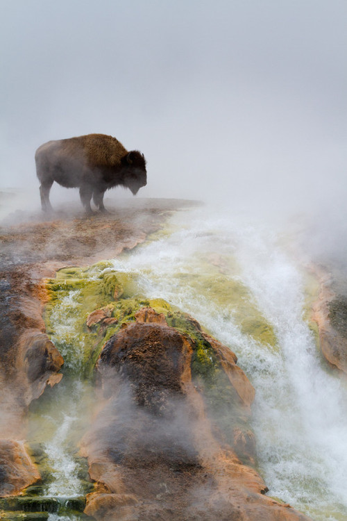 jamas-rendirse:

Excelsior bison, By Melanie M.

