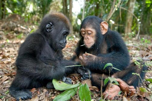 socialismartnature:
A rare encounter of a baby gorilla and a chimpanzee examining leaves at the Evaro Gorilla Orphanage in Gabon.  Photo Credit & Copyright: National Geographic / Michael Poliza 

