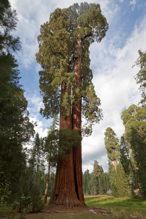 opticoverload:

Big Trees Trail - Sequoia National Park
