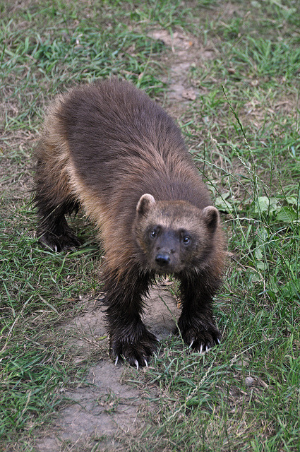 theanimaleffect:

Wolverine by Truus & Zoo on Flickr.
