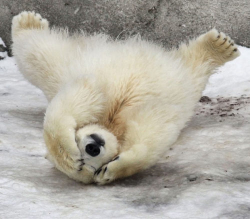 earthlynation:

Polar Bear
