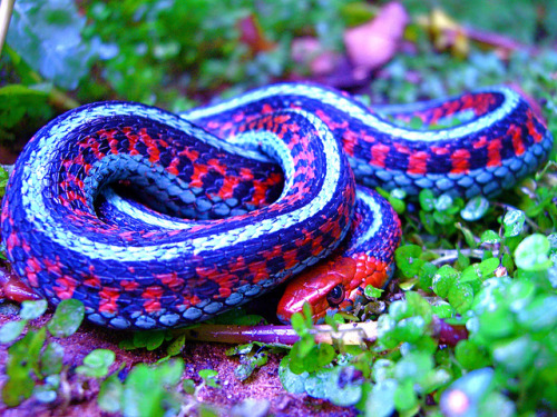 california-red-sided-garter-snake