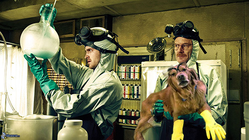 :: SPECIAL POST :: Welcome back, Breaking Bad.
